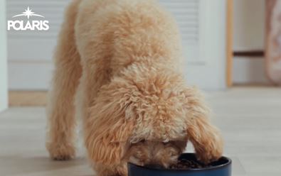 Partner in Pet Food volí pro značku Polaris Konektor