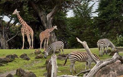 Příprava podzimních kampaní tuzemských zoo vrcholí