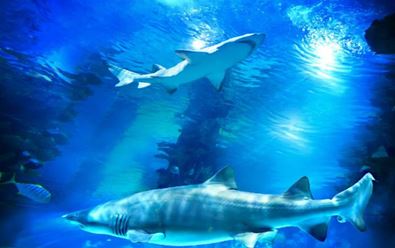 Dokumentární kanál Love Nature inovoval své logo