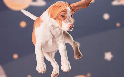 Spokojený pes ukazuje v kampani psí sny o budoucnosti