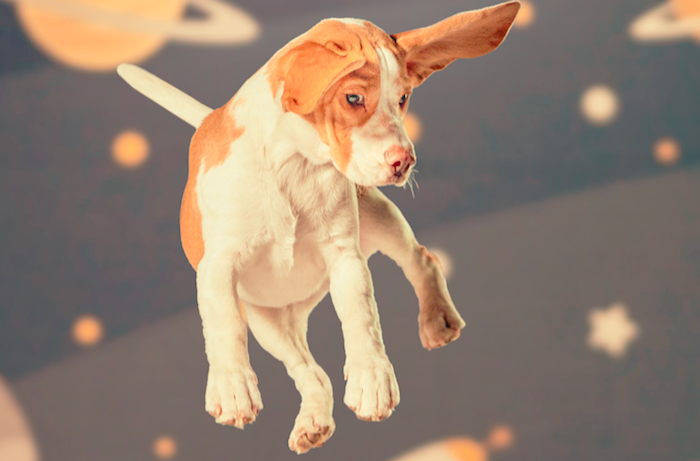 Spokojený pes ukazuje v kampani psí sny o budoucnosti