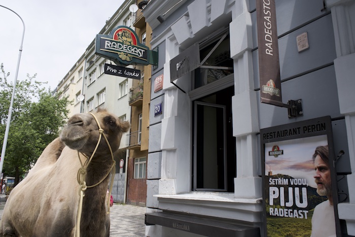 Radegast vyslal do ulic velbloudy, vyzývá k boji o vodu