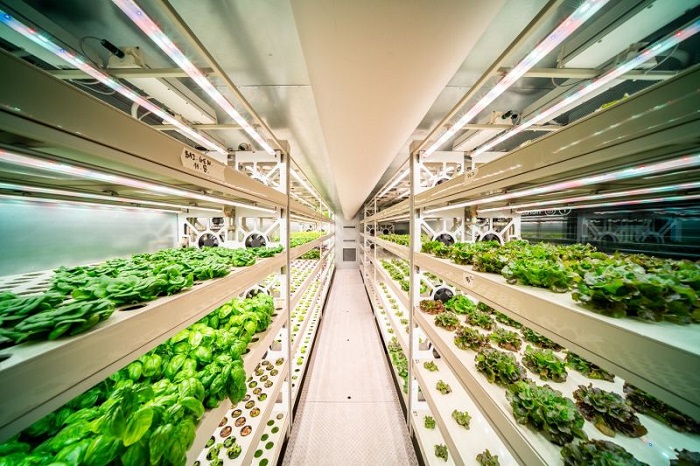 Albert otestuje pěstování rostlin přímo na prodejní ploše