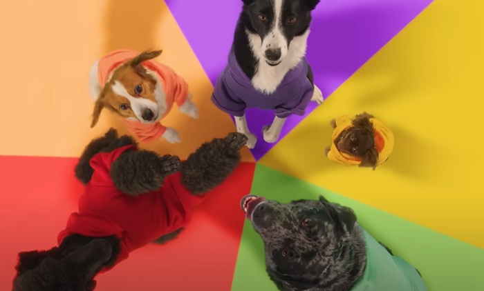 Louie představuje nový koncept, psi tančí v barevných mikinách