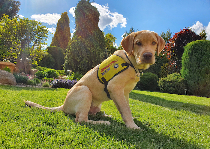 #LifeChangers cílí na nové vychovatele asistenčních psů