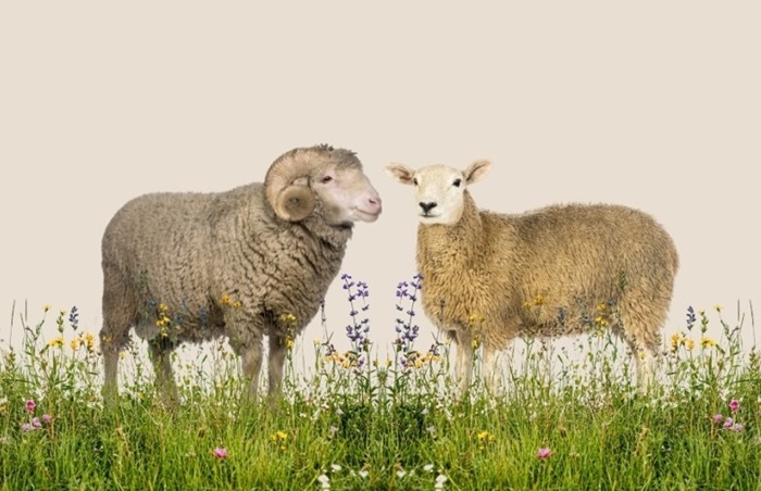 ČSOP spustila vánoční darovací kampaň Ježíšek pro přírodu