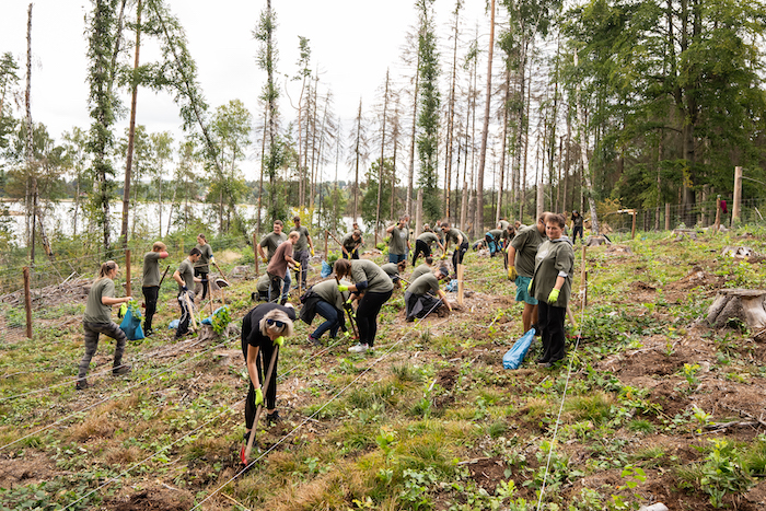 Lidl opět nechává hlasovat o výsadbě nových lesů